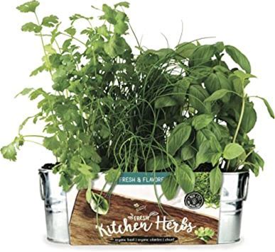 Organic Herb Garden Starter Kit